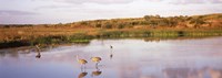 Sandhill cranes (Grus canadensis) in a pond at a celery field, Sarasota, Sarasota County, Florida by Panoramic Images - 34" x 12"