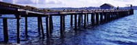 Seagulls on a pier, Whidbey Island, Island County, Washington State, USA Fine Art Print