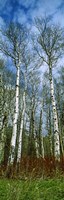 Birch trees in a forest, US Glacier National Park, Montana, USA Fine Art Print