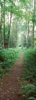 Trail passing through a forest, Adirondack Mountains, Old Forge, Herkimer County, New York State, USA Fine Art Print