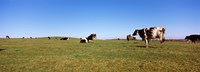 Cows in a field, New York State, USA Fine Art Print