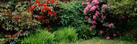 Rhododendrons plants in a garden, Shore Acres State Park, Coos Bay, Oregon by Panoramic Images - 37" x 12"