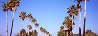 Low angle view of palm trees, Fort De Soto Par, Gulf Coast, Florida, USA Fine Art Print