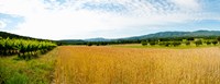 Wheat field with vineyard along D135, Vaugines, Vaucluse, Provence-Alpes-Cote d'Azur, France Fine Art Print