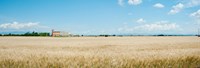 Wheat field with grain elevator near D8, Plateau de Valensole, Alpes-de-Haute-Provence, Provence-Alpes-Cote d'Azur, France Fine Art Print