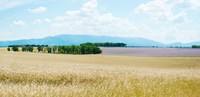 Wheat field near D8, Plateau de Valensole, Alpes-de-Haute-Provence, Provence-Alpes-Cote d'Azur, France Fine Art Print