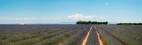 Lavender fields, Route de Digne, Plateau de Valensole, Alpes-de-Haute-Provence, Provence-Alpes-Cote d'Azur, France by Panoramic Images - 38" x 12"