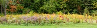 Colorful meadow with wild flowers during autumn, Ontario, Canada Fine Art Print
