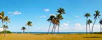 Palm trees on the beach, Lauderdale, Florida, USA Fine Art Print