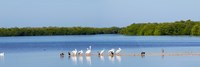 White pelicans on Sanibel Island, Florida, USA Framed Print