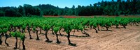 Vineyards and red poppies in summer morning light, Provence-Alpes-Cote d'Azur, France Fine Art Print