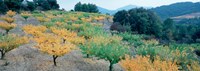 Cherry trees in an orchard, Provence-Alpes-Cote d'Azur, France Fine Art Print