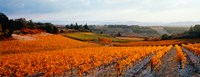 Vineyards in the late afternoon autumn light, Provence-Alpes-Cote d'Azur, France Fine Art Print