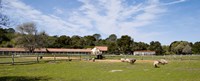 Flock of sheep grazing in a farm, Mission La Purisima Concepcion, Santa Barbara County, California, USA Fine Art Print
