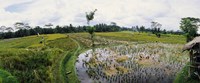 Farmers working in a rice field, Bali, Indonesia Fine Art Print