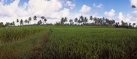 Rice field, Bali, Indonesia Fine Art Print