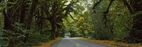 Road passing through a rainforest, Hoh Rainforest, Olympic Peninsula, Washington State, USA Fine Art Print