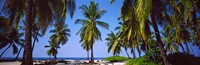 Palm trees on the beach, Puuhonua O Honaunau National Historical Park, Hawaii, USA Fine Art Print