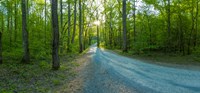 Dirt road passing through a forest, Great Smoky Mountains National Park, Blount County, Tennessee, USA Fine Art Print