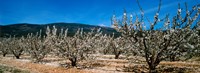 Cherry blossom, Mont Ventoux, Provence-Alpes-Cote d'Azur, France Fine Art Print