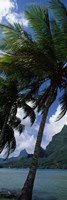 Palm tree on Cook's Bay with Mt Mouaroa in the Background, Moorea, Society Islands, French Polynesia Fine Art Print