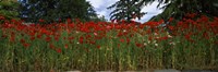 Flanders field poppies (Papaver rhoeas) in a field, Anacortes, Fidalgo Island, Skagit County, Washington State Fine Art Print