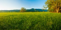 Lone oak tree in a field, Cades Cove, Great Smoky Mountains National Park, Tennessee, USA Fine Art Print