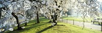 Cherry blossom in St. James's Park, City of Westminster, London, England Fine Art Print