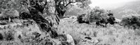 Olive Grove, Majorca, Balearic Islands, Spain Fine Art Print