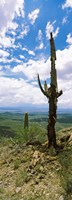 Saguaro cactus on a hillside, Tucson Mountain Park, Tucson, Arizona Fine Art Print