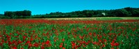 Poppies and sheep in a field, Provence-Alpes-Cote d'Azur, France Fine Art Print