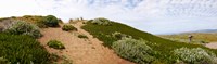 Sand dunes covered with iceplants, Manchester State Park, California Fine Art Print