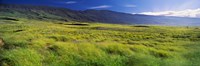 Grassland, Kula, Maui, Hawaii, USA Fine Art Print