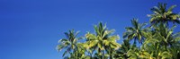 Palm Trees, Maui, Hawaii (low angle view) Fine Art Print