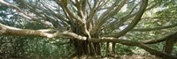 Banyan Tree, Maui, Hawaii Fine Art Print