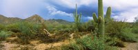 Saguaro cactus (Carnegiea gigantea) in a desert, Saguaro National Park, Arizona Fine Art Print