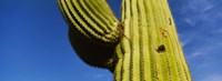 Low angle view of Saguaro cactus (Carnegiea gigantea), Saguaro National Park, Arizona, USA Fine Art Print
