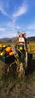 Scarecrow in Pumpkin Patch, Half Moon Bay, California (vertical) by Panoramic Images - 12" x 33"
