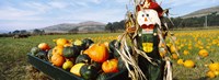 Scarecrow in Pumpkin Patch, Half Moon Bay, California (horizontal) by Panoramic Images - 33" x 12"