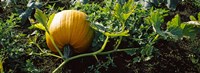 Pumpkin growing in a field, Half Moon Bay, California, USA Fine Art Print