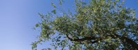 Low angle view of a tree branch against blue sky, San Rafael Valley, Arizona, USA Fine Art Print