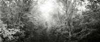 Trail through the woods at Fort Tilden beach, Queens, New York City, New York State, USA Fine Art Print