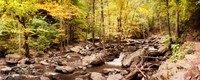 Forest in the Catskill Mountains, New York State by Panoramic Images - 30" x 12"