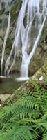 Ferns and the Aber Falls, Abergwyngregyn, Gwynedd, Wales Fine Art Print