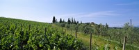 Vineyard, Tuscany, Italy Fine Art Print