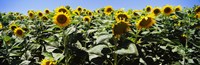Sunflower field, California, USA Fine Art Print