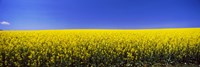 Canola field in bloom, Idaho Fine Art Print
