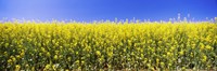 Close up of Canola in bloom, Idaho Fine Art Print