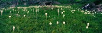 Beargrass (Xerophyllum tenax) on a landscape, US Glacier National Park, Montana Fine Art Print