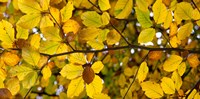 Detail of autumn leaves, Baden-Wurttemberg, Germany Fine Art Print